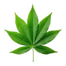 [UPLFM-0266] Csaf PMCL - Single Leaf 