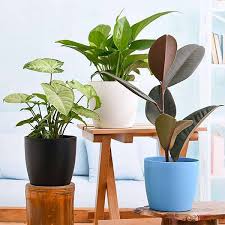 [UPLFM-0504] Fresh Plants