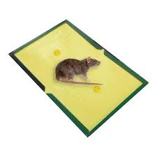[UPLFM-0540] Providing Of Rat Pad