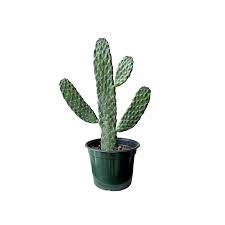 [UPLFM-0505] Provisioning Of New Cactus Plants 