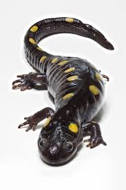 [UPLFM-0521] Provisioning Of Salamander 