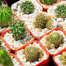 [UPLFM-0368] White Stones/Pebbles For Plants